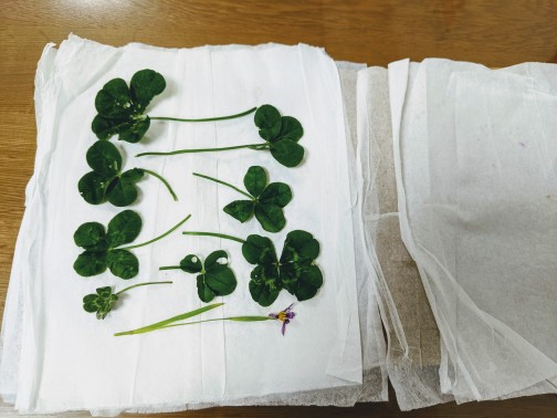 Gugu 押し花作るよー ティッシュに挟む ダンボールで挟む 輪ゴムで留める 電子レンジ500w1分 少し重しをしておく 本当はすぐに出しても構わないと言うお話ですが 気持ち