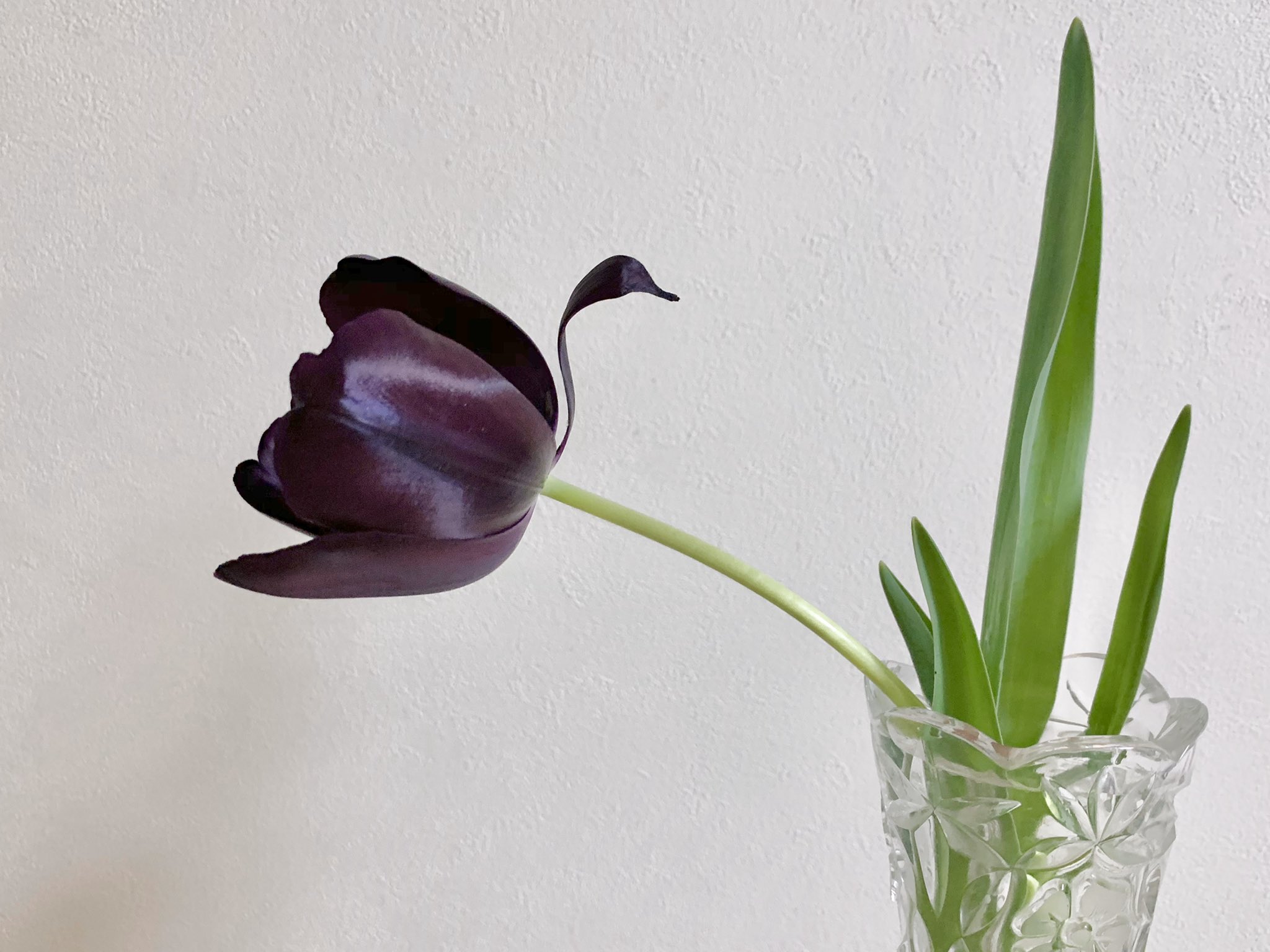 Inori Auf Twitter 黒いチューリップで黒鳥をつくりました 花びら一枚でつくる白鳥の作り方と花一つでつくるアヒルのつくり方を合わせました 花びらが薄くなった散り際の花を使います 一枚の花びらを繊維に沿って割き 花びらの先をねじって嘴をつくります