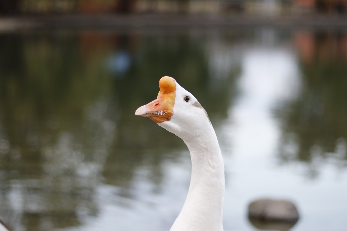 dotnetfx35's tweet photo. Twitter API is like shit. Restrictive limits and no streaming support for home timeline make it unusable. Shame on you, Twitter. #BreakingMyTwitter
Also, there is a random goose pic. #Honk https://t.co/f2UdhcbsVU