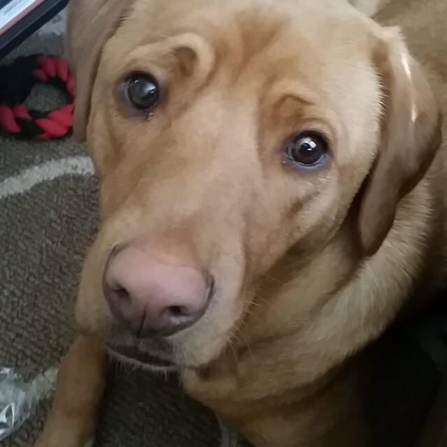 jvankeuren718's tweet photo. 🐾💙 Read his story, pray, donate, retweet❤️ Help in any way you can! #RT #RETWEET #caninecancer #caninelymhoma #dogcancer #gofundme #DogLover #TeamTex #cancersucks https://t.co/DnooYLw0yv
