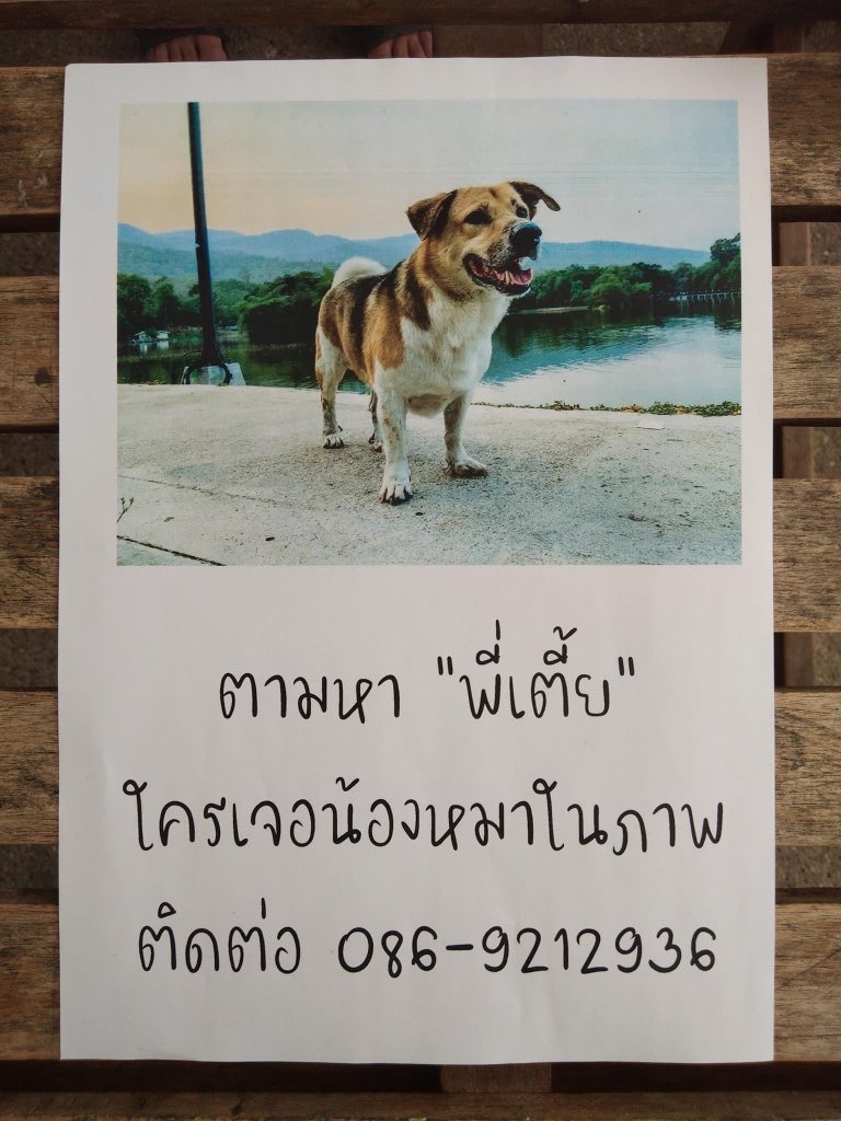 MyLittlePleng's tweet photo. ใครอยู่เชียงใหม่ แถวๆมช เจอพี่เตี้ย รบกวนแจ้งที่เบอร์นี้นะคะ ปล.ขออนุญาตใช้รูปจากเพจเตี้ยมชนะคะ  #เตี้ยมช #ตามหาพี่เตี้ย #รีวิวเชียงใหม่ #ทีมมช #รีวิวเชียงใหม่ https://t.co/0TjKTph0yI