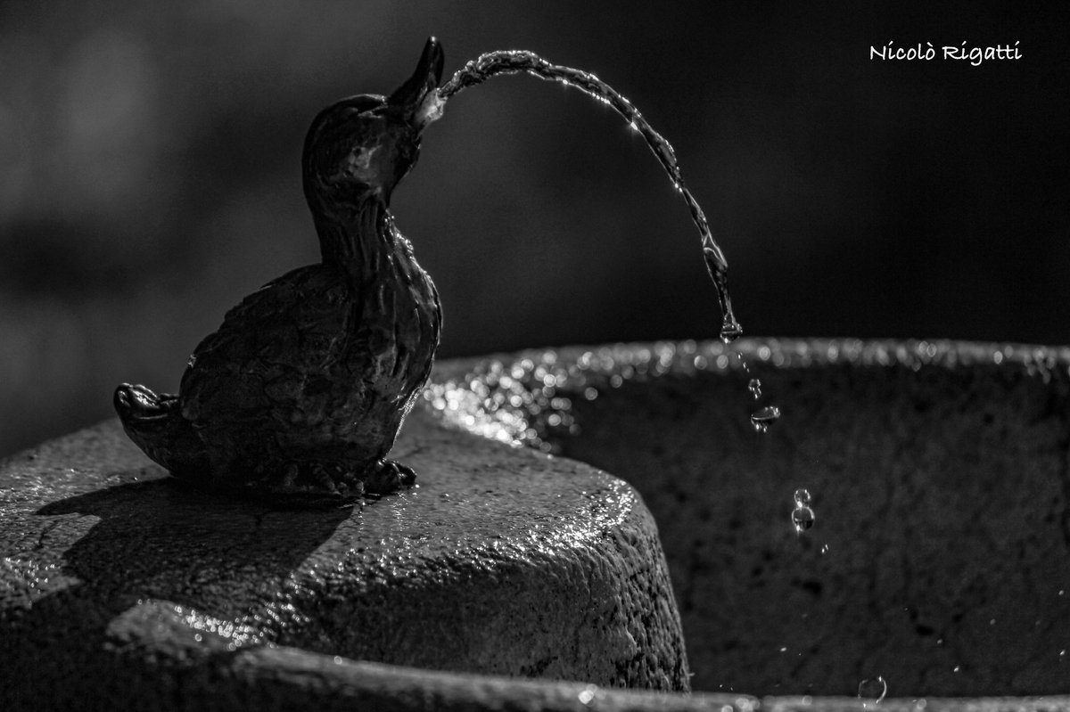 NiCkRiga89's tweet photo. #details #blackandwhite #photo #photooftheday #water #fountain #duck #gocce #visit #dettagli #wow #liker #canon #biancoenero #fontana #arte #different #streetphotography #cool https://t.co/fj5ltvuCFW