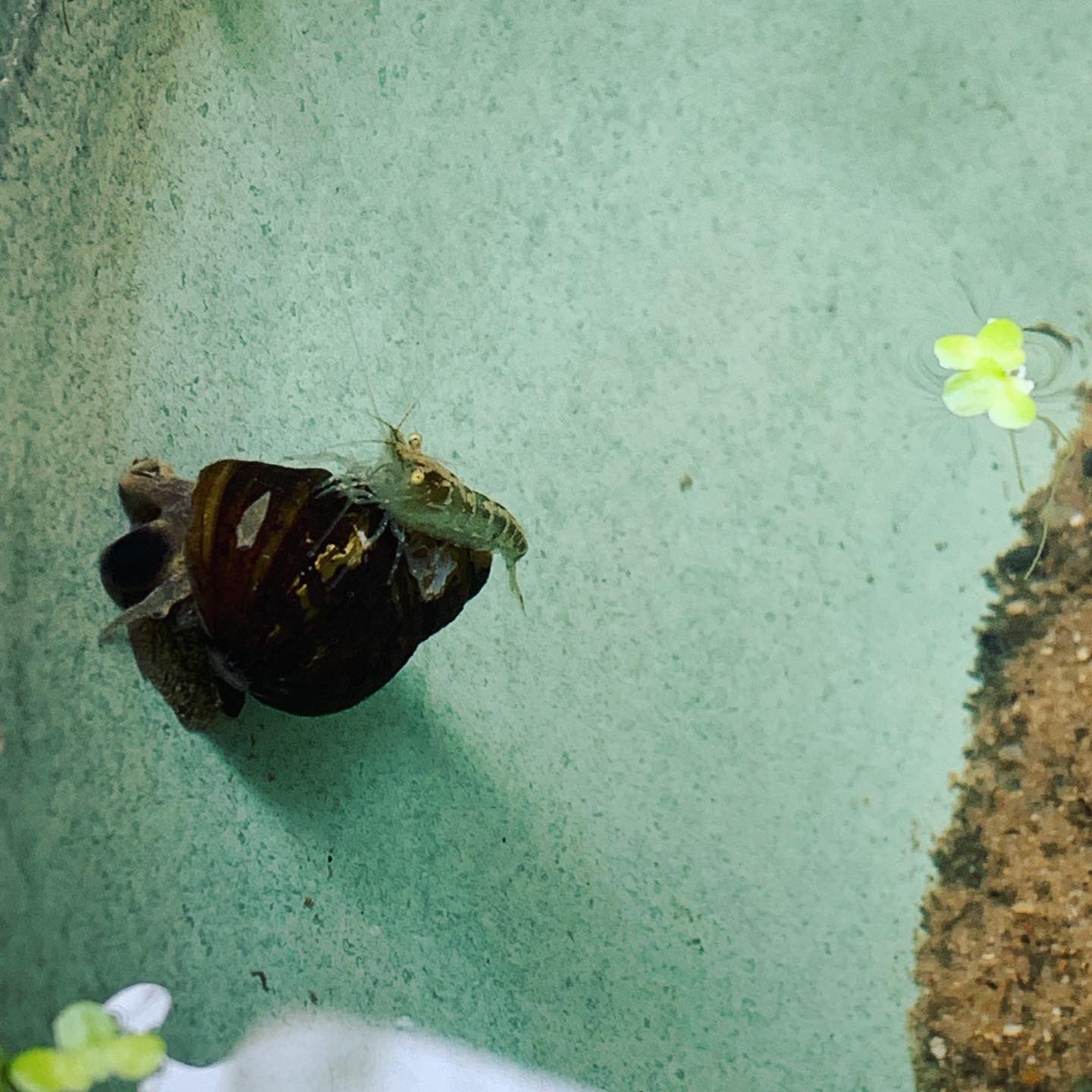 三つ葉優雨 メダカの卵に 目が 見えるようになってる もうすぐ孵化 2枚目は タニシにヌマエビよく乗ってるのなんか可愛い メダカ飼育 メダカ ミナミヌマエビ ヒメタニシ T Co Hxm9kb16pm Twitter