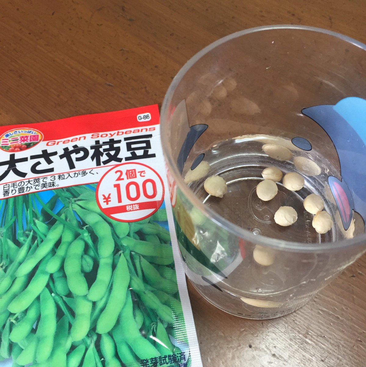 しげろく ベランダ農園スタートじゃ 青しそは水耕栽培を選択 種を水のスポンジにティッシュのせて待つらしい 枝豆 は土のプランターを選択 発芽推進のためにまず水中に種を入れて待つらしい 100均の種やけど死んでないことを祈る 家庭菜園 水耕