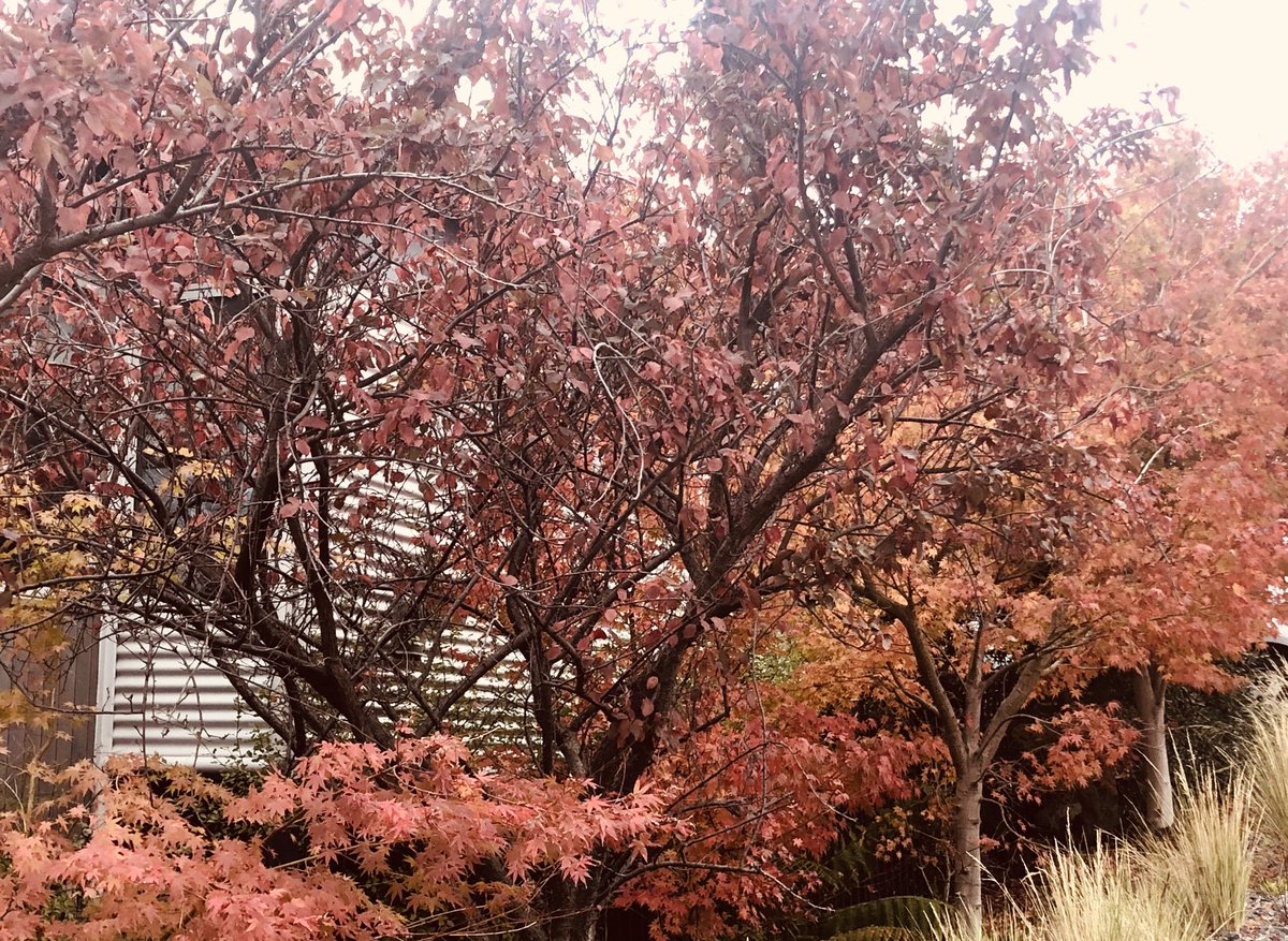 TassieObGyn's tweet photo. I love the colors of #Autumn 🧡

#LoveWhereYouLive #IsoWalks https://t.co/ExTOMJHJvd