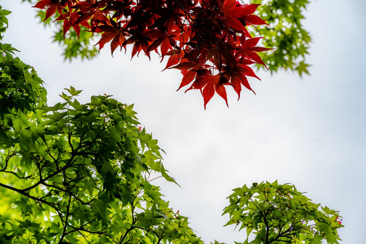 PiroGrapher's tweet photo. #赤もみじ、#青もみじ | #RedMaple, #BlueMaple
#discoverKyoto #梨木神社 #NashinokiShrine

#写真好きな人と繋がりたい
#写真で奏でる私の世界
#ファインダー越しの私の世界
#キリトリセカイ https://t.co/lZYeTNEsOJ