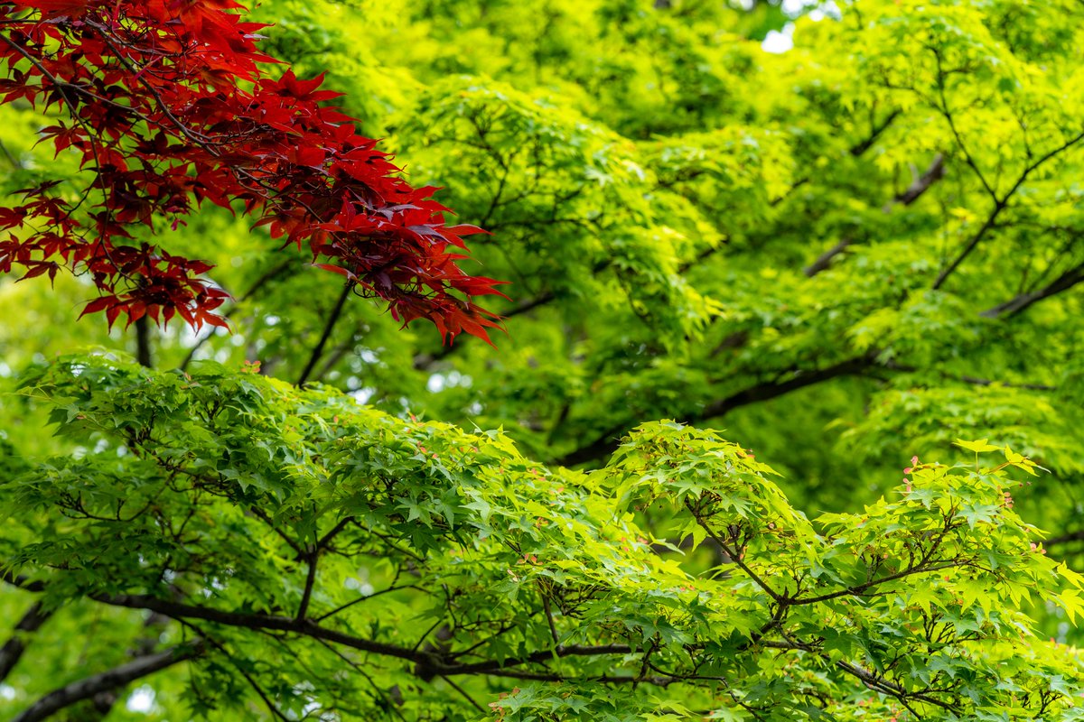 PiroGrapher's tweet photo. #赤もみじ、#青もみじ | #RedMaple, #BlueMaple
#discoverKyoto #梨木神社 #NashinokiShrine

#写真好きな人と繋がりたい
#写真で奏でる私の世界
#ファインダー越しの私の世界
#キリトリセカイ https://t.co/lZYeTNEsOJ