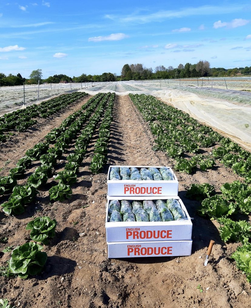 Louise Skoyles tweet media