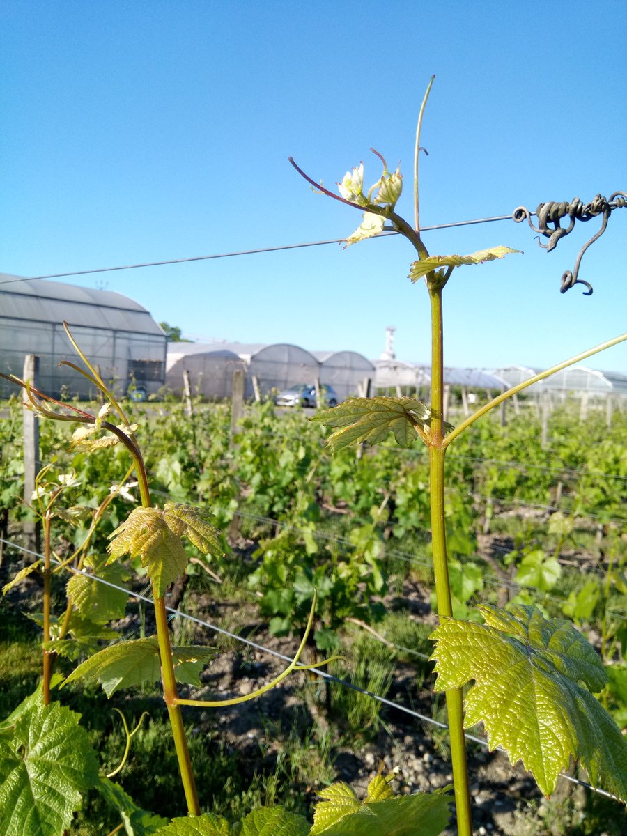 UMREGFV's tweet photo. #Vitadapt 52 cépages pour préparer l'avenir. On guette les 1eres fleurs. @UMREGFV @INRAE_UEVB @isvv_bordeaux @INRAE_NA_BDX https://t.co/AdwquEX7KU