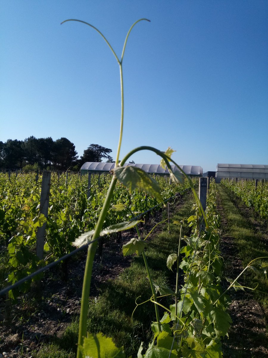 UMREGFV's tweet photo. #Vitadapt 52 cépages pour préparer l'avenir. On guette les 1eres fleurs. @UMREGFV @INRAE_UEVB @isvv_bordeaux @INRAE_NA_BDX https://t.co/AdwquEX7KU