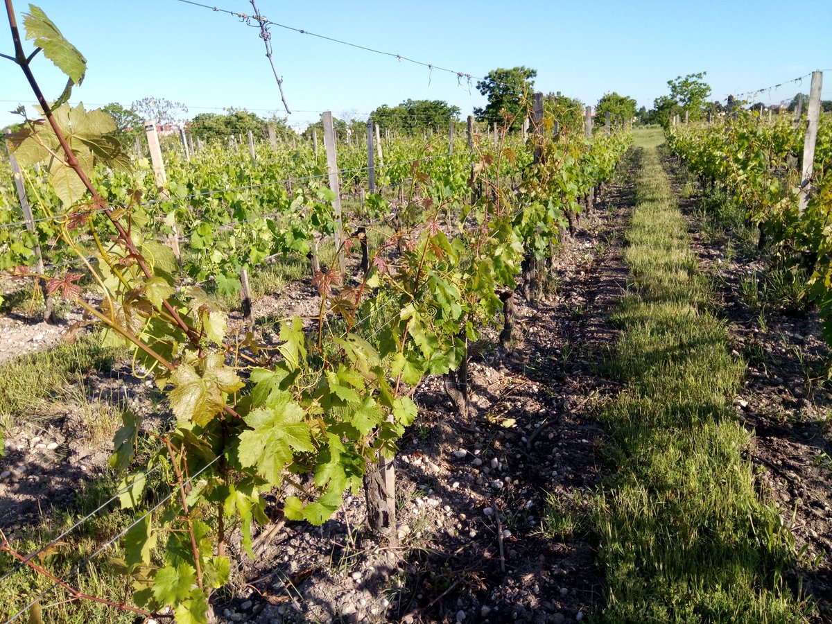 UMREGFV's tweet photo. #Vitadapt 52 cépages pour préparer l'avenir. On guette les 1eres fleurs. @UMREGFV @INRAE_UEVB @isvv_bordeaux @INRAE_NA_BDX https://t.co/AdwquEX7KU