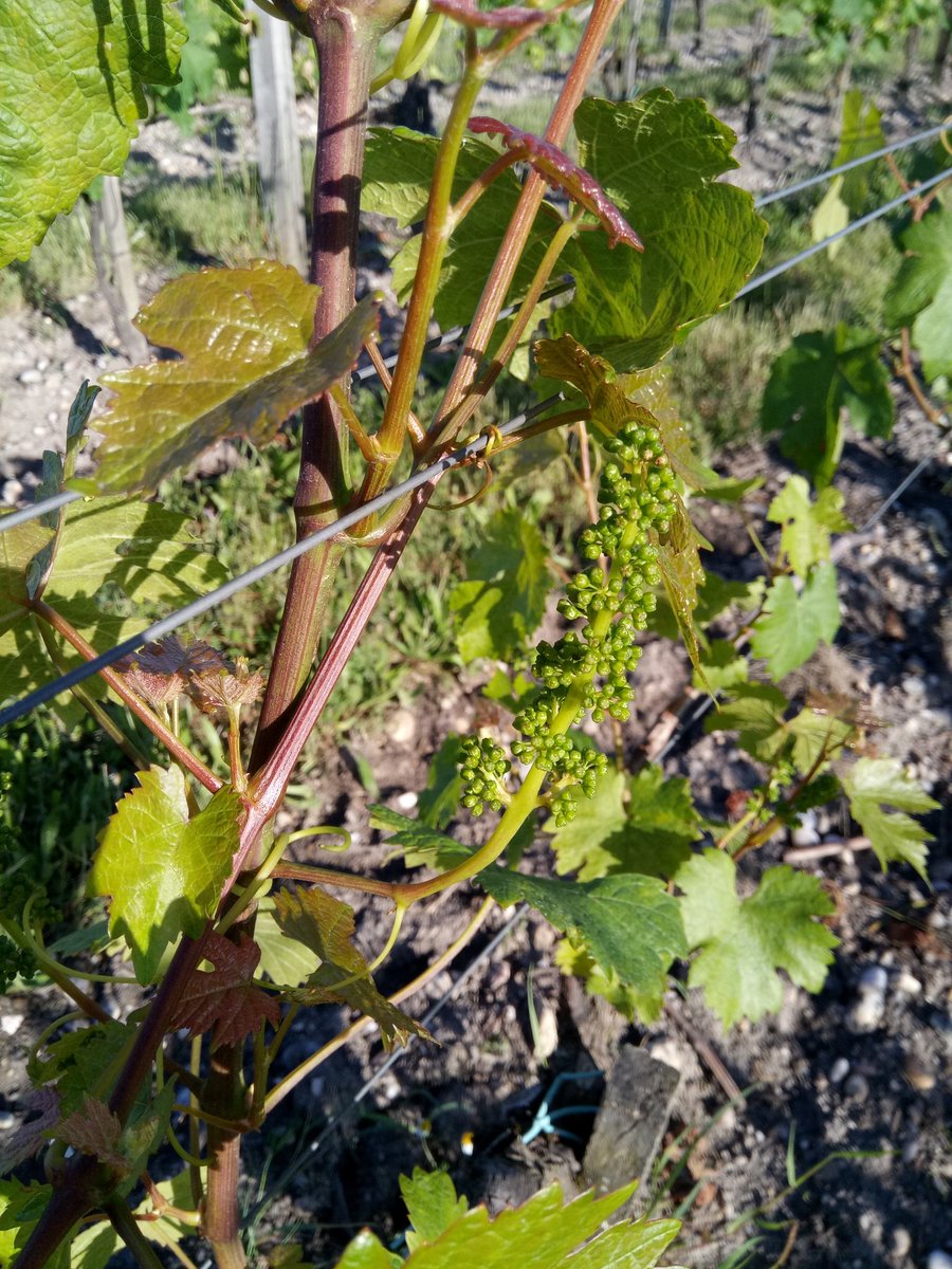 UMREGFV's tweet photo. #Vitadapt 52 cépages pour préparer l'avenir. On guette les 1eres fleurs. @UMREGFV @INRAE_UEVB @isvv_bordeaux @INRAE_NA_BDX https://t.co/AdwquEX7KU