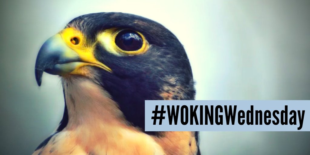 GlobalTravelMgt's tweet photo. This week's #WOKINGWednesday isn't showing off a Woking business. It's something quite unusual. Check out @wokingperegrine
https://t.co/fZMlrW5sfr https://t.co/LF2egYyCmV