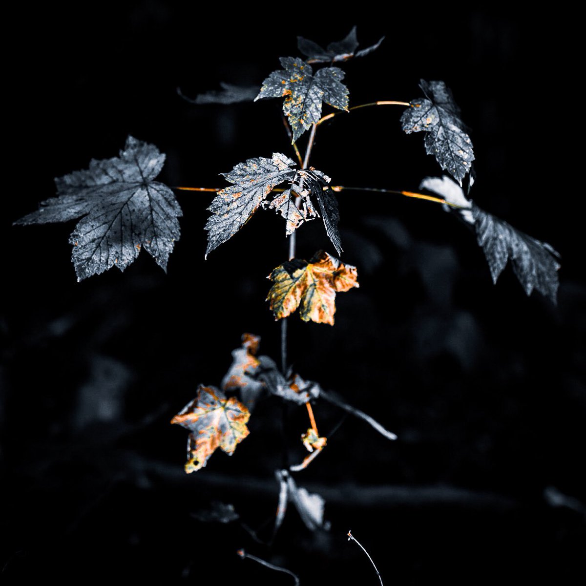GettingsPete's tweet photo. Something a bit different, killing time. 
@UrmstonMeadows 
#lockdown #photography #nature #backtonature #urmston #trafford https://t.co/aN80UptjpS