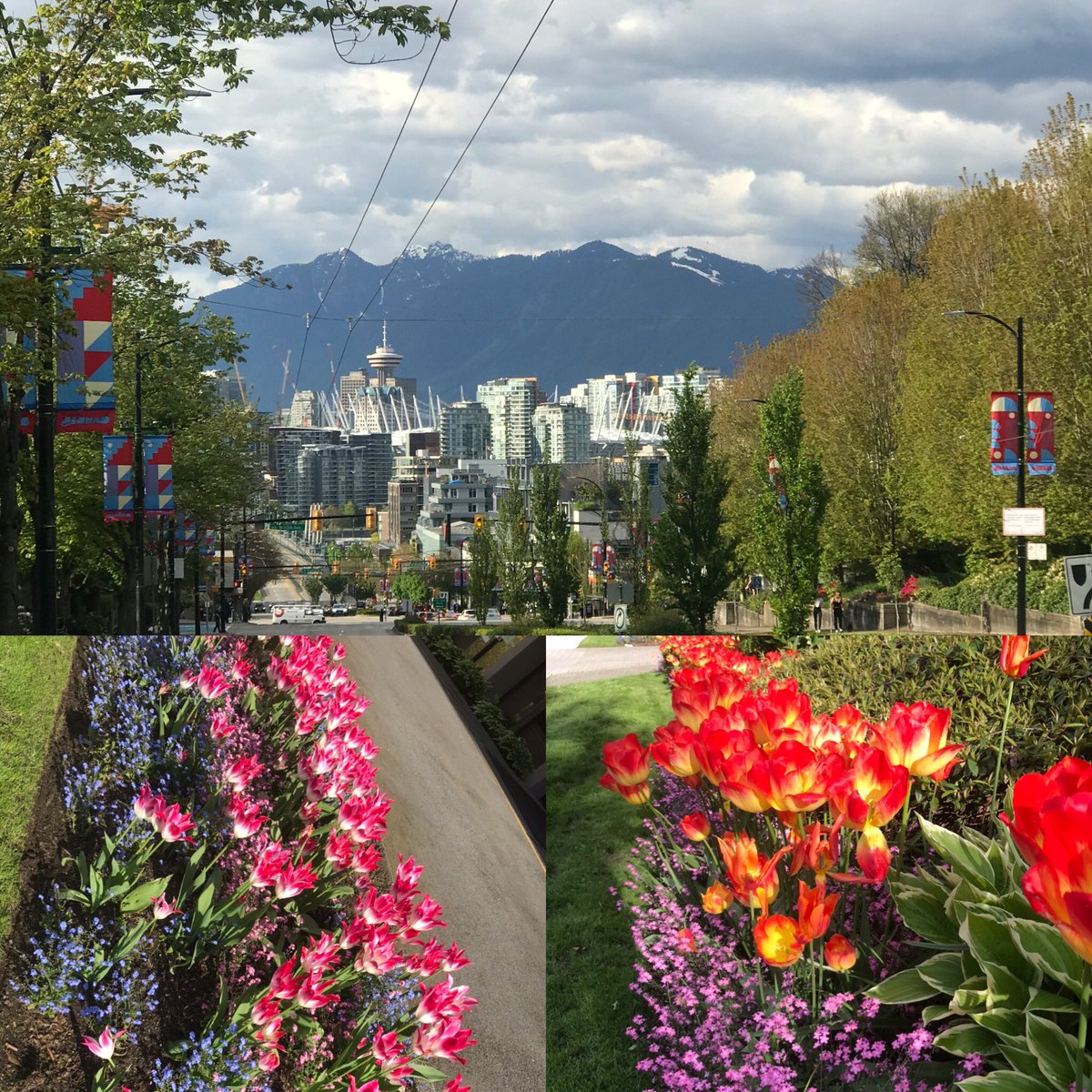 drlaura_cook's tweet image. My life in 7 pictures - no words, no people. I was challenged by 
@rkleingeltink. Day 7 #vancouverspring stunning day for the weekly shopping excursion.