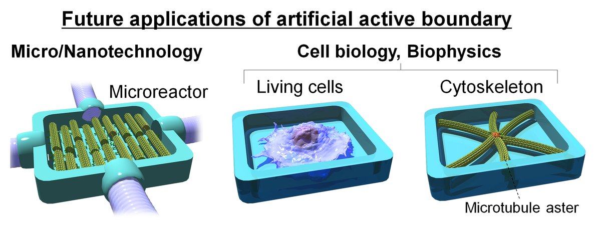 DInoueMT's tweet photo. My short paper of #swarming #microtubules in a deformable confined environment is now available online on Advanced Materials Interfaces!
Artificial active boundary will be useful for many in vitro test with living cells, MTs asters in #microwell, etc...

https://t.co/ySkrgPCTsI https://t.co/HCi2pqgMvS