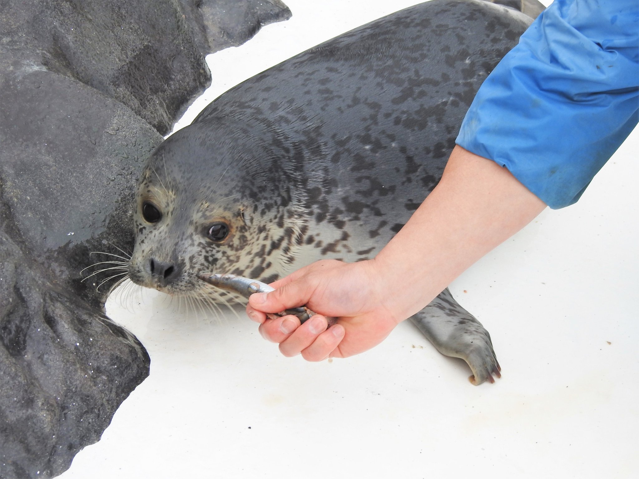 おたる水族館 3月28日生まれのゴマフアザラシ カツオ は 魚を食べる練習中です おたる水族館 3月28日生まれのゴマフアザラシ カツオ は 魚を食べる練習中です