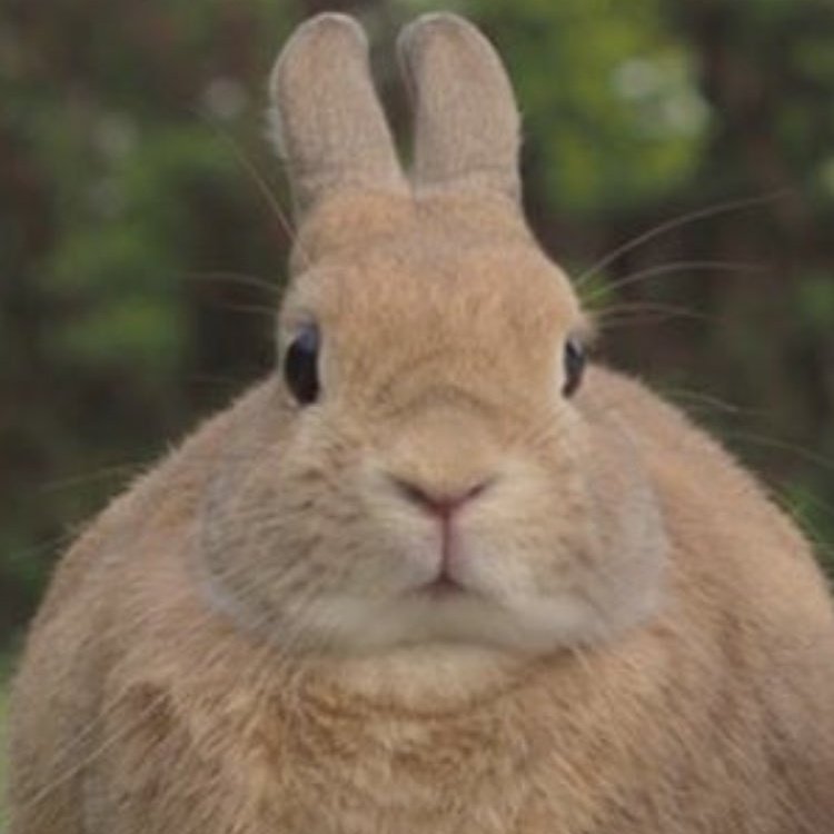 RawrginaHalle's tweet image. #FreeMassTestingNOWPH and #MassPromotionNow or else...