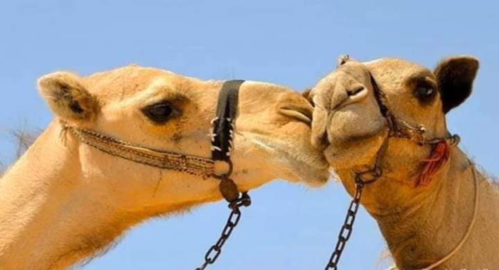 SakayAhmed's tweet photo. #Ifka niman geel lehen wa loyaba #quruxda_Gela somalida❤ https://t.co/wTk23aVAQd