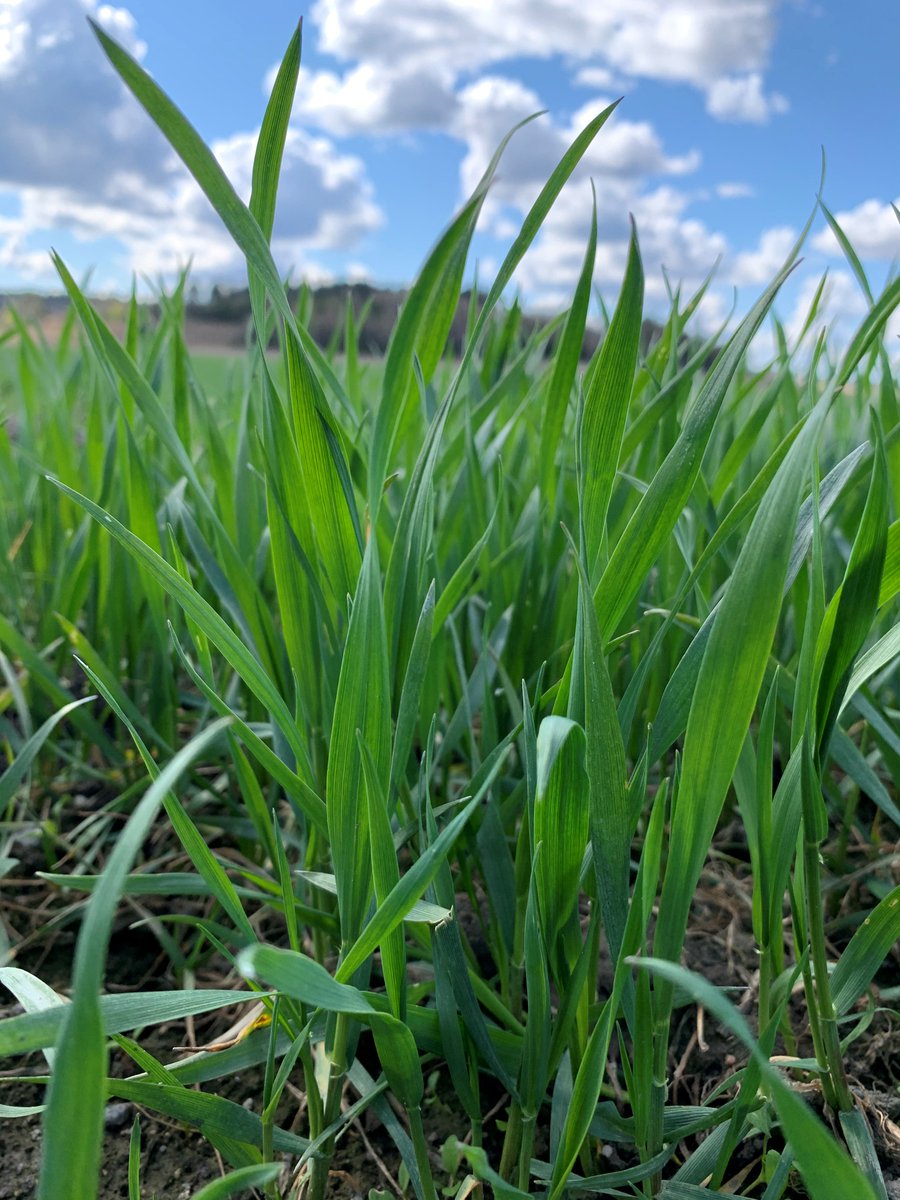 AYlhainen's tweet photo. Lämpö on saanut syysvehnänkin hyvään vauhtiin. @opruponen pellolla Halikossa #Fredis #syysvehnä näyttää tältä. https://t.co/NRg2cIdsvM