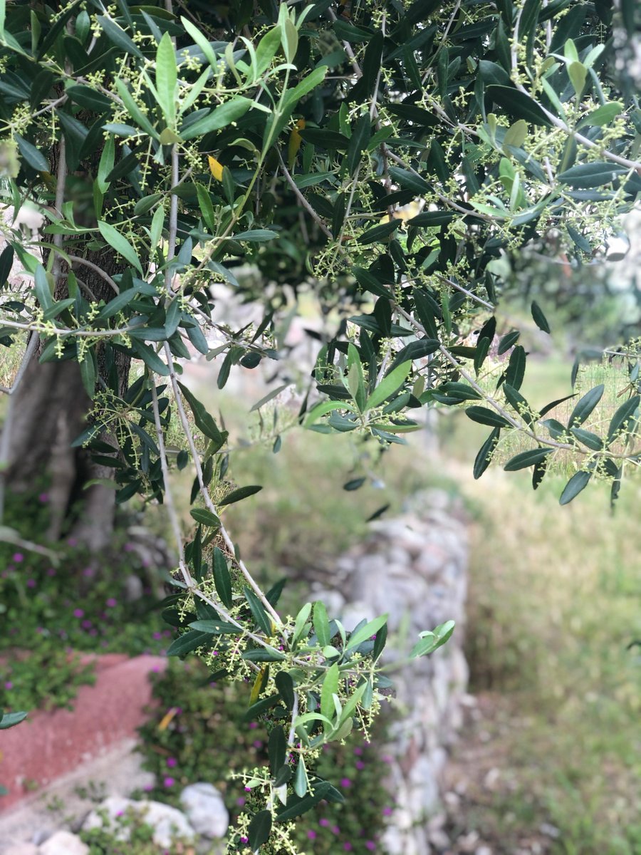 OlioGardaDop's tweet photo. Provate ad osservare gli ulivi intorno a voi... 
Ecco come appare in questi giorni la #mignolatura nel nostro uliveto presso la sede del Consorzio🌿
Sarà bellissimo osservare la fioritura dei piccoli fiori bianchi nei prossimi giorni🤞🏼
#oliogardadop #lagodigarda #natura #fiori https://t.co/yjGg84VvwH