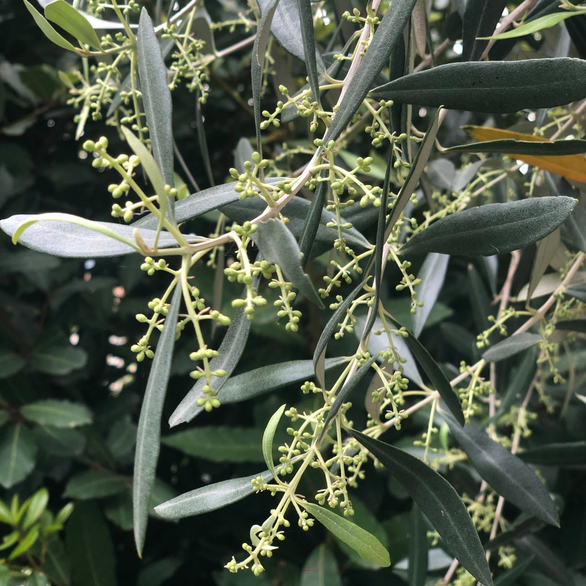 OlioGardaDop's tweet photo. Provate ad osservare gli ulivi intorno a voi... 
Ecco come appare in questi giorni la #mignolatura nel nostro uliveto presso la sede del Consorzio🌿
Sarà bellissimo osservare la fioritura dei piccoli fiori bianchi nei prossimi giorni🤞🏼
#oliogardadop #lagodigarda #natura #fiori https://t.co/yjGg84VvwH