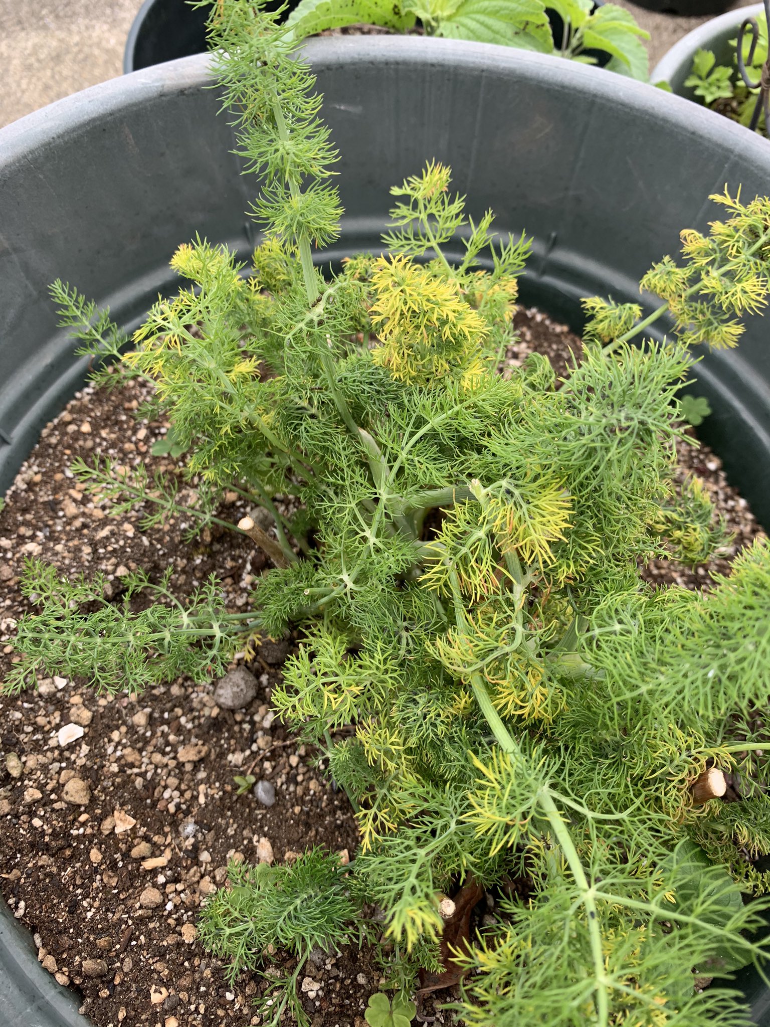 焼き菓子工房ｃｏｌｅｔｔｅ うちに生えてるウイキョウの仲間 フェンネルとディル キャラウェイはない T Co Useyiw75sq Twitter