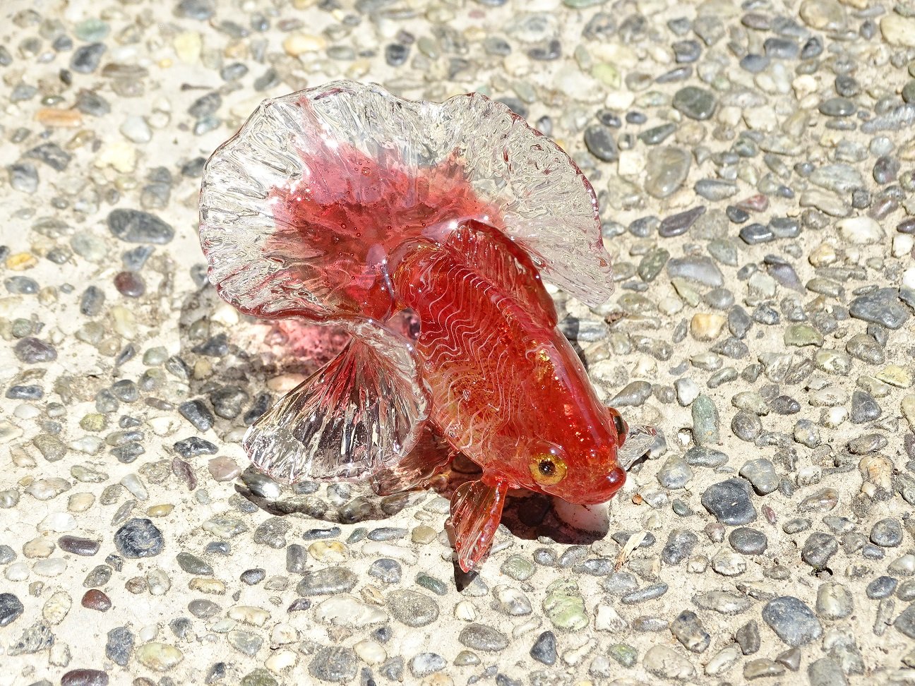 ガラスの金魚 網野篤子 個展7 14 18京都 土佐金です 作ってみて本当によくこんな金魚が生まれたなぁ と金魚の不思議さや この形を確立されたご苦労や感動はどんなだったろうと 想像してます 土佐金 土佐錦 土佐錦魚 Tosakin 金魚 ガラス