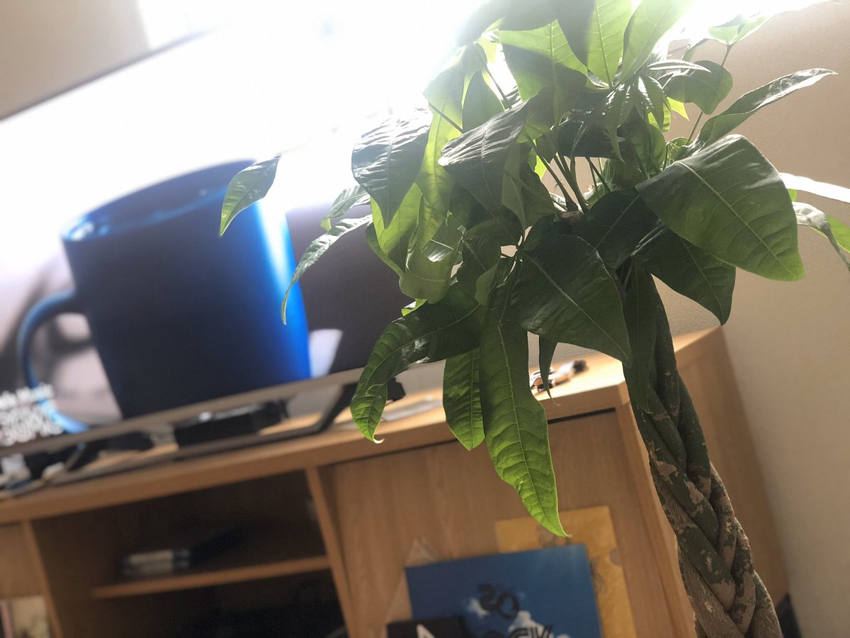 お疲れ様です☺️
ついにパキラが届きました✨
このズブトイ幹に青々とした元気の良い子が参りました☺️
これから素敵な日々になりそうです✨