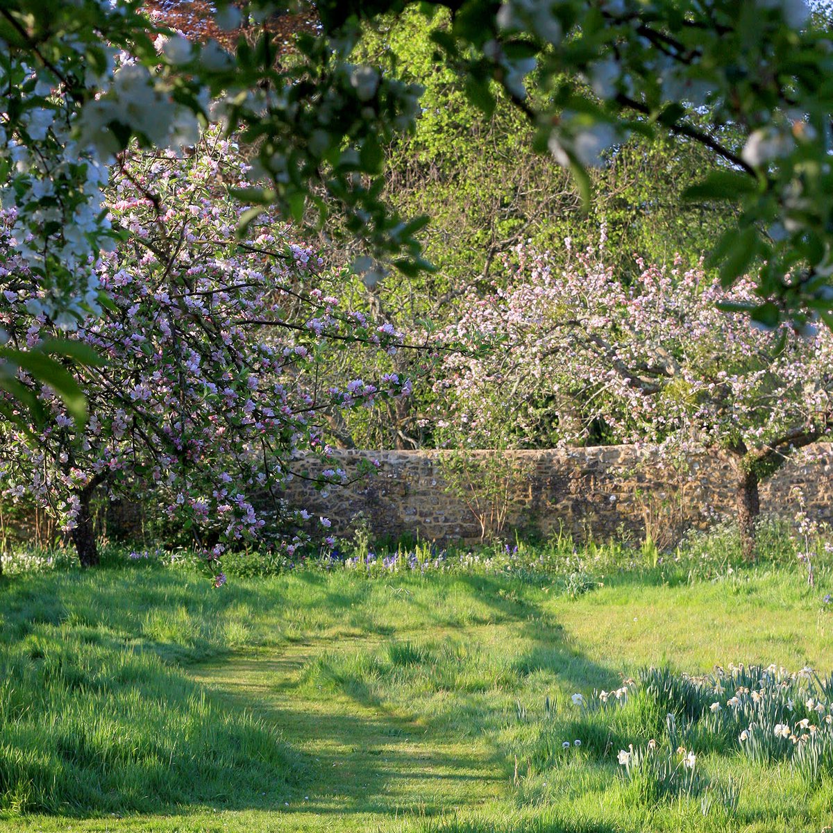 parhaminsussex's tweet photo. The ancient apple espaliers that flank our blue border are just coming in to bloom. Photo: Erika Packard / @erikapackard
.
.
.
.
.
.
.
.
.
.
.
.
.
#parhaminsussex #parhamhouseandgardens #britishgardens #gardening #sussex #britishcountryhouse #historichouses #appleblossom https://t.co/Z44OiCYX2d