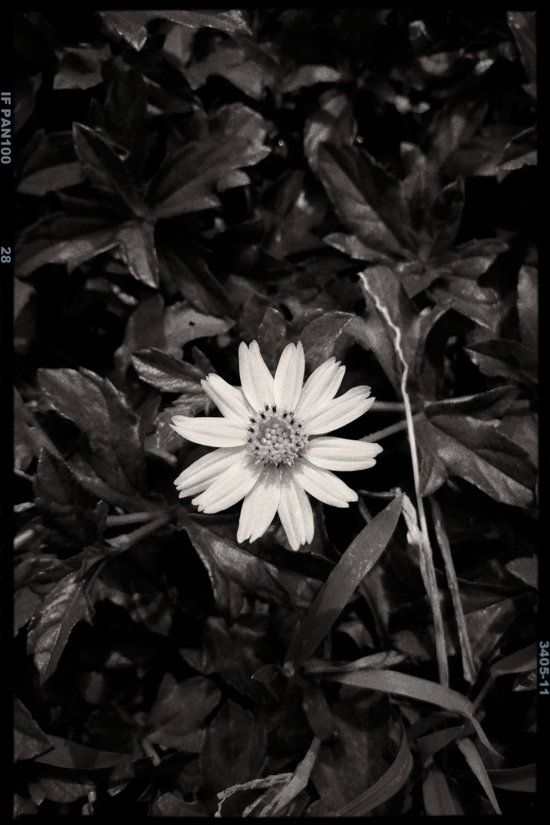 Leon_TL_'s tweet photo. 🌼 https://t.co/z0fsN150nv