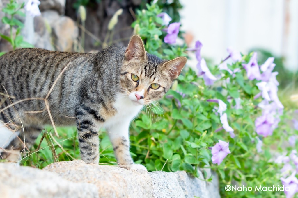 世界美猫図鑑 のyahoo 検索 リアルタイム Twitter ツイッター をリアルタイム検索