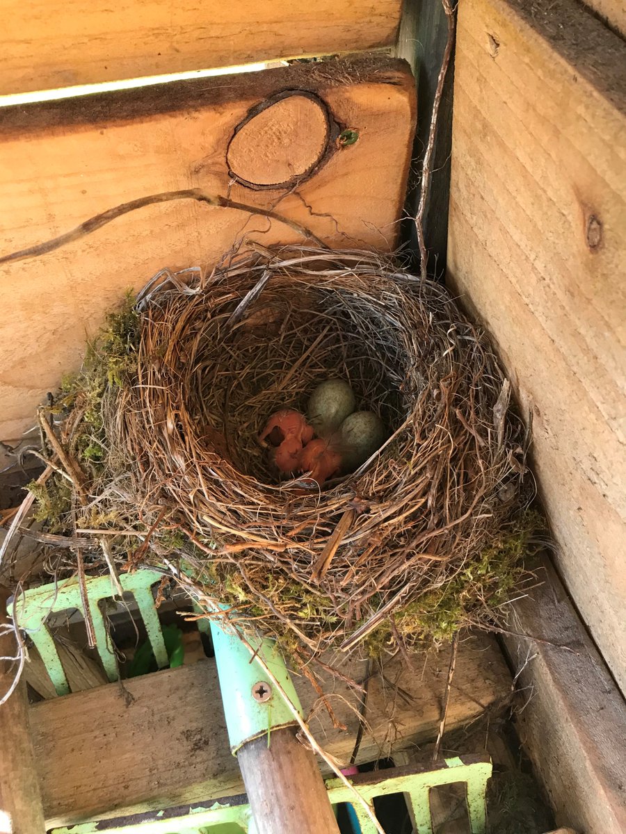 New arrivals at the garden, taking advantage of an unusually quiet childrens' play area.  I feel like I need to say something about tweeting...….