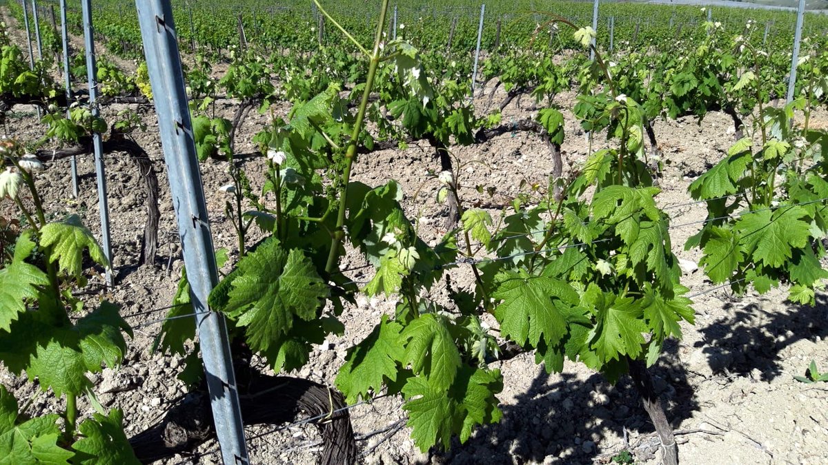 ☀️🌱Nella Tenuta di Suor Marchesa, sotto il sole gentile di inizio maggio la terra è pronta per il vitigno siciliano più amato, il #NerodAvola, che inizia a crescere nelle vigne allevate ad alberello vicino alla nuova sperimentazione #DucadiSalaparuta: il #Vermentino.