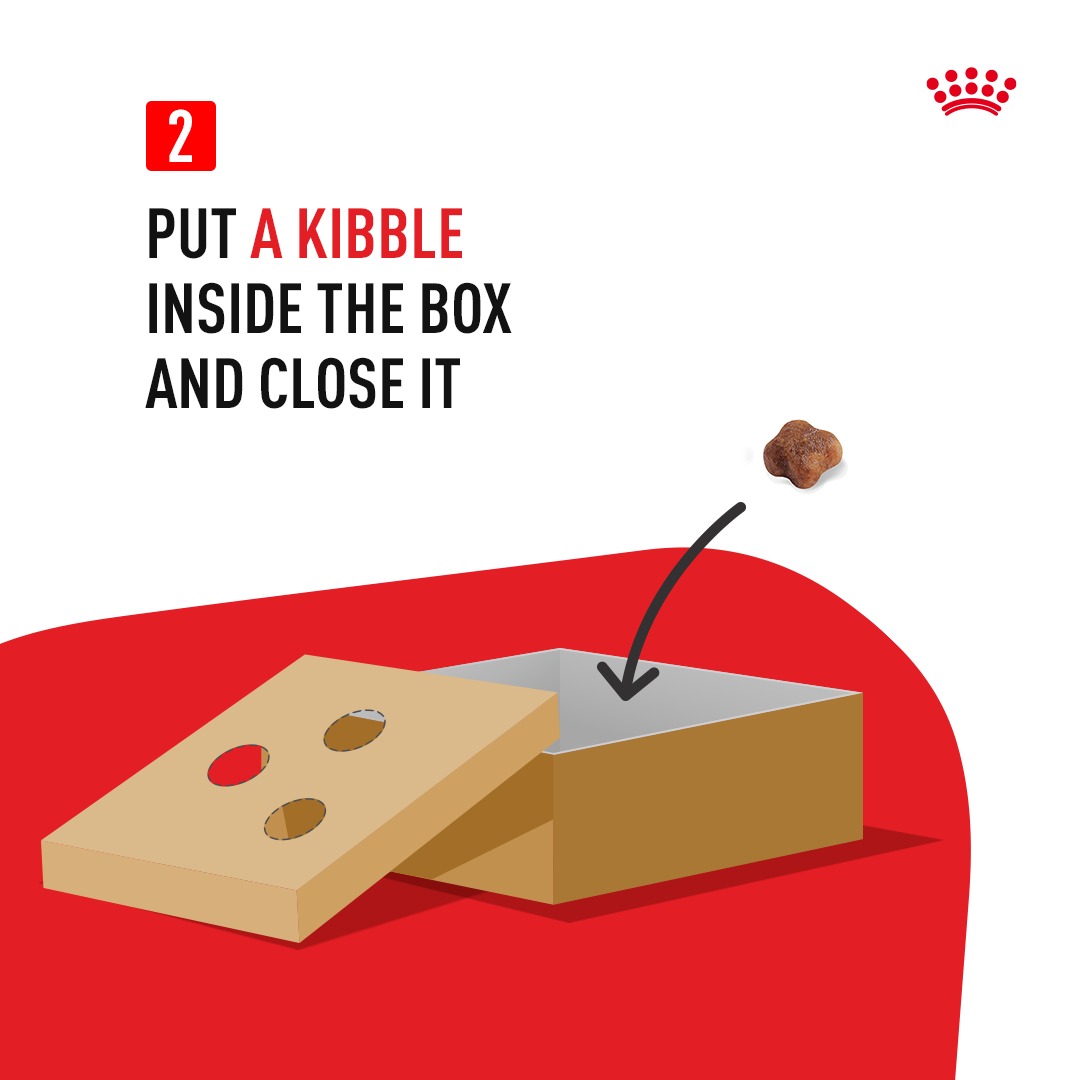 RoyalCaninIndia's tweet photo. Build your cat's Cattention Box by following the above steps.
Fight your cat’s boredom and keep them engaged and healthy by feeding them the proper nutrition, with some added DIY fun.
Share pictures of your engaged cat with us and spread some happiness around.
.
.
.
#DIYCatToy https://t.co/P6tnVSUCrD
