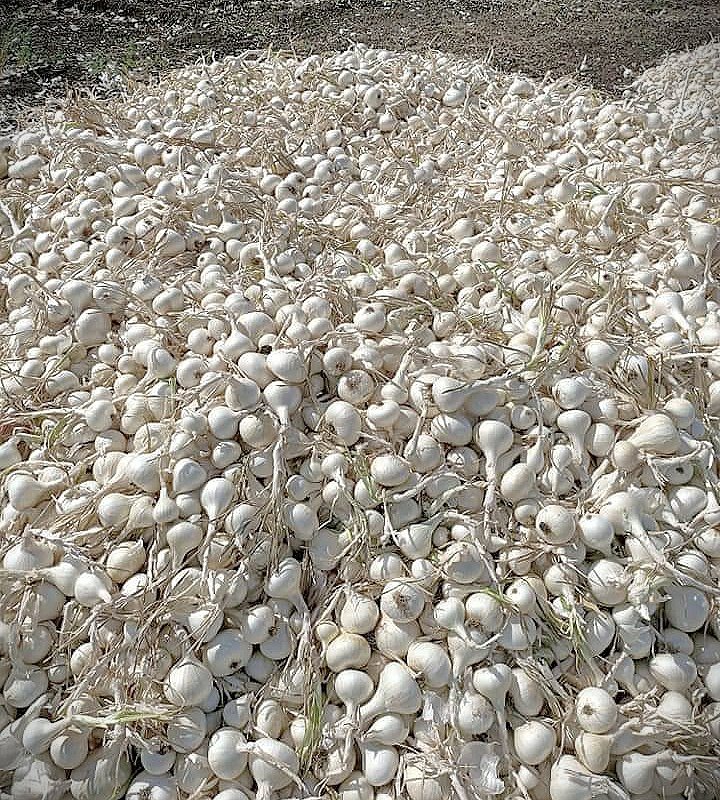 TreadeeO's tweet photo. #Export #Exim #onion #onion_farmer #indian_agri_commodity @APEDADOC @Agri_Exports #overseas_trade #white_onion🌰🌰🌰 https://t.co/v4PYlmrDP3