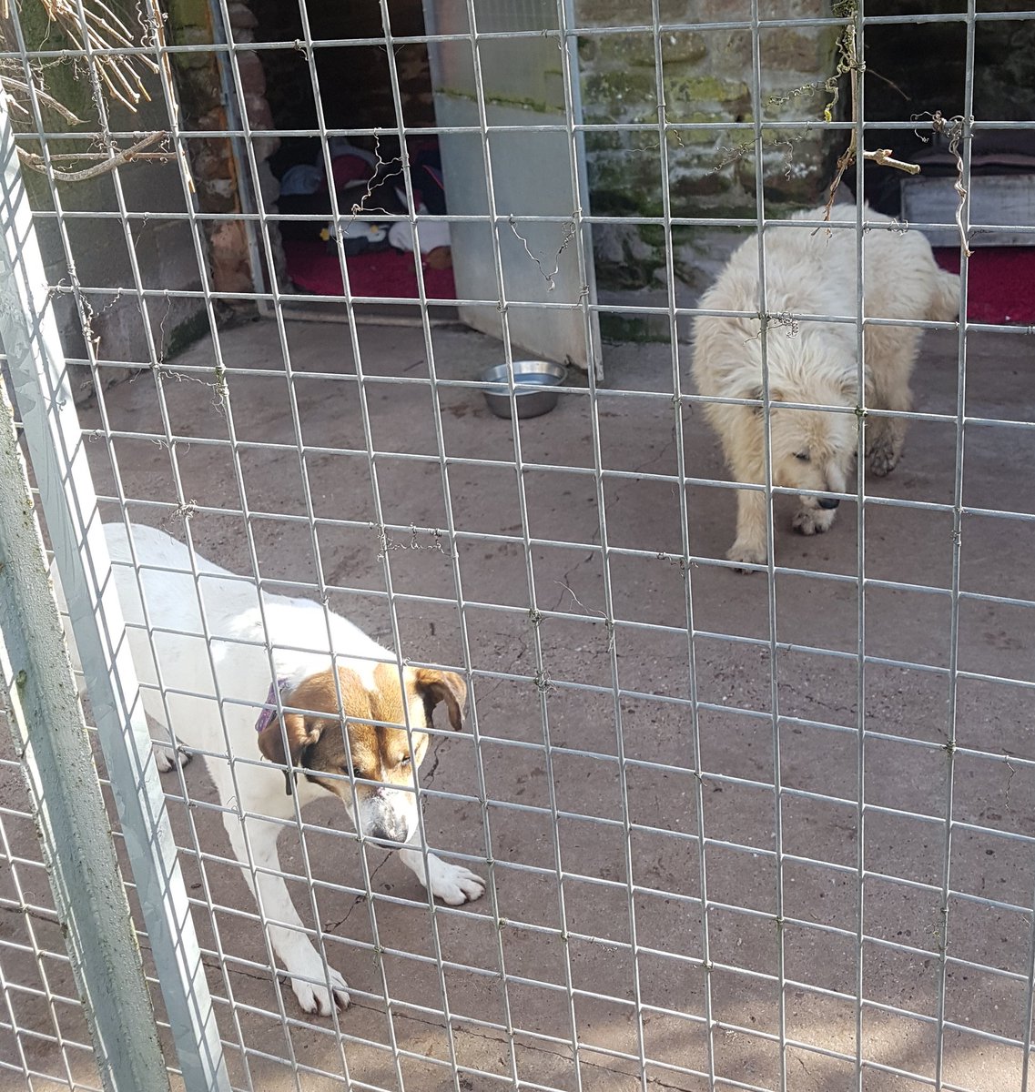 Good mornings pals!
Here's wees are waiting for da arrival of our breakfast & wondering if it's going to haff any chicky chick in it dis morning...hmmm wees hopes so! *crosses paws* 
Haff a luffly day pals & stay safe, lots of luffs T & L 💙💙 #TeddyandLabus #TeamHilbrae #TeamZay