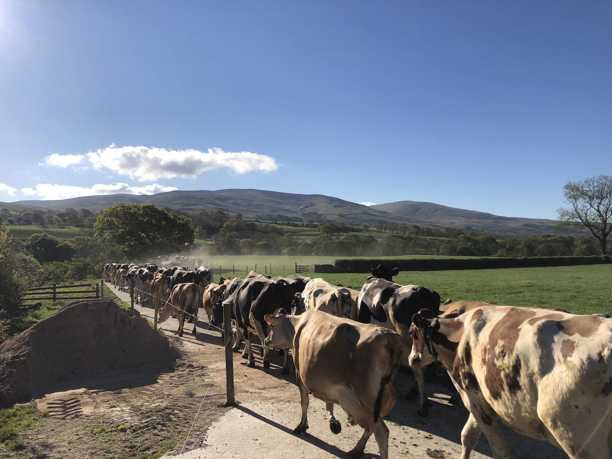 We hope everyone isn’t getting too bored in lockdown! We’re (including the cows) are looking forward to having visitors back when possible! Stay safe 🐮💗