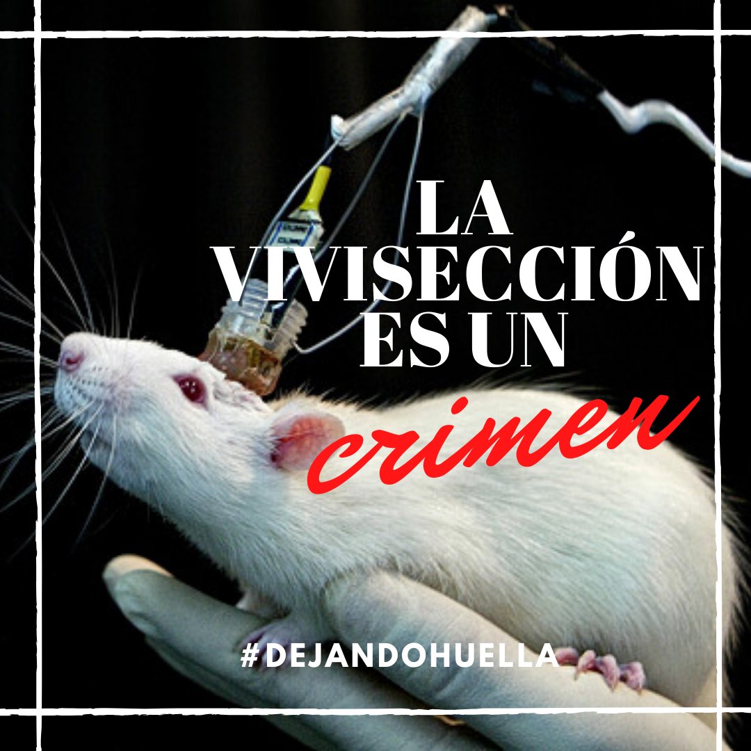 OddaOrg's tweet photo. Las atrocidades no son menos si ocurren en laboratorios y se llaman investigación cosmética. 🕊 #dejandohuella #maltratoanimal #activismo #animales #proteccionanimal #derechosanimales #animaleslibres #veganismo #activista https://t.co/t64XwT9oKW