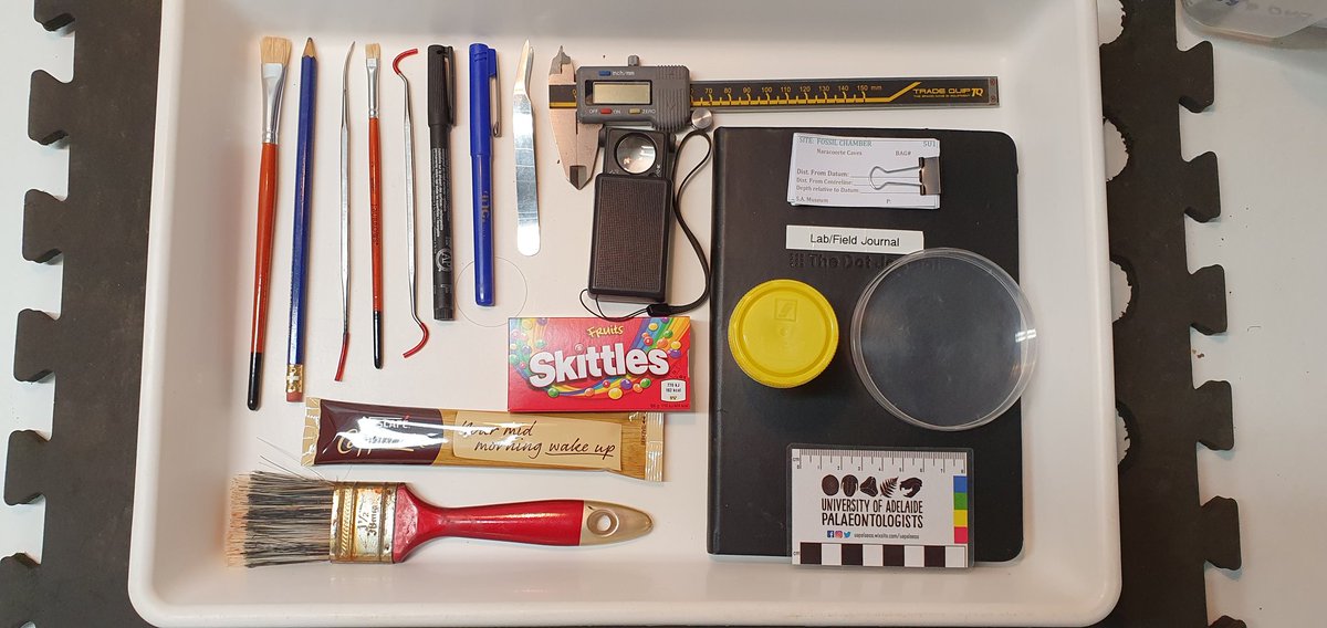 PalaeoEvan's tweet photo. @JessieBTreloar @UniofAdelaide @environmentinst @UniAdelSciences Here is my #sciencetoolkit. Funnily enough very similar to yours @JessieBTreloar. I also have a magnifying light which makes life easier too. Special thanks to @UniAdelSciences for the lab space I have at @UniofAdelaide https://t.co/of2fxif84N