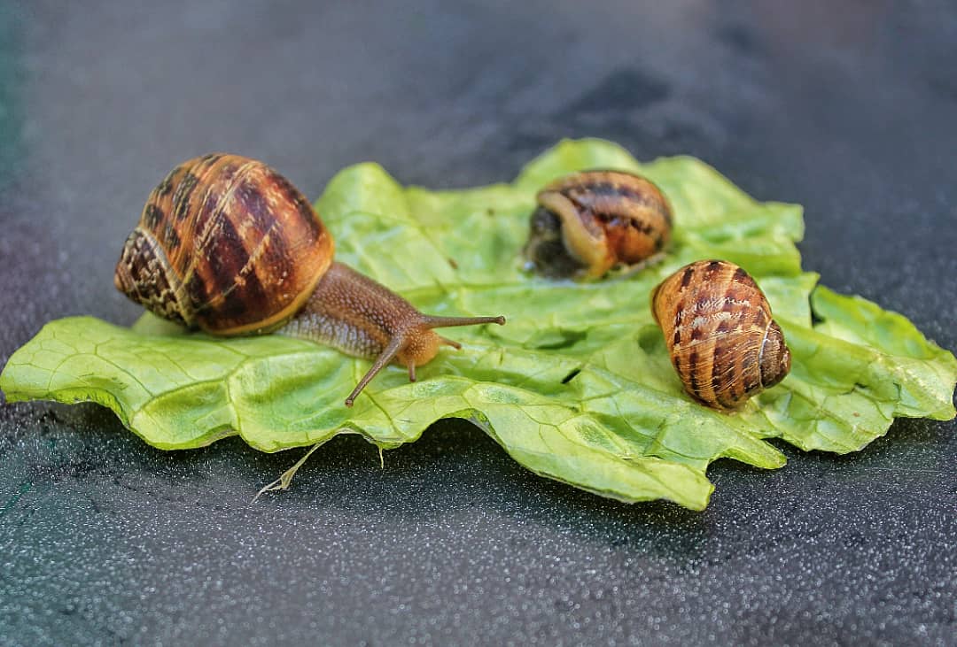 alessandrom76's tweet photo. gita di famiglia
(con lentezza)
https://t.co/ArFhP6blI7
#snail #animal #clam #shell #nature #trip #outdoor #picnic #horn #eyes #family #leaf #leaves #lumaca #chiocciola #mollusco #ermafrodita #guscio #natura #fuoriporta #gita #foglia #insalata #lattuga #verde #famiglia #chieti https://t.co/Dk9CiGCdvc
