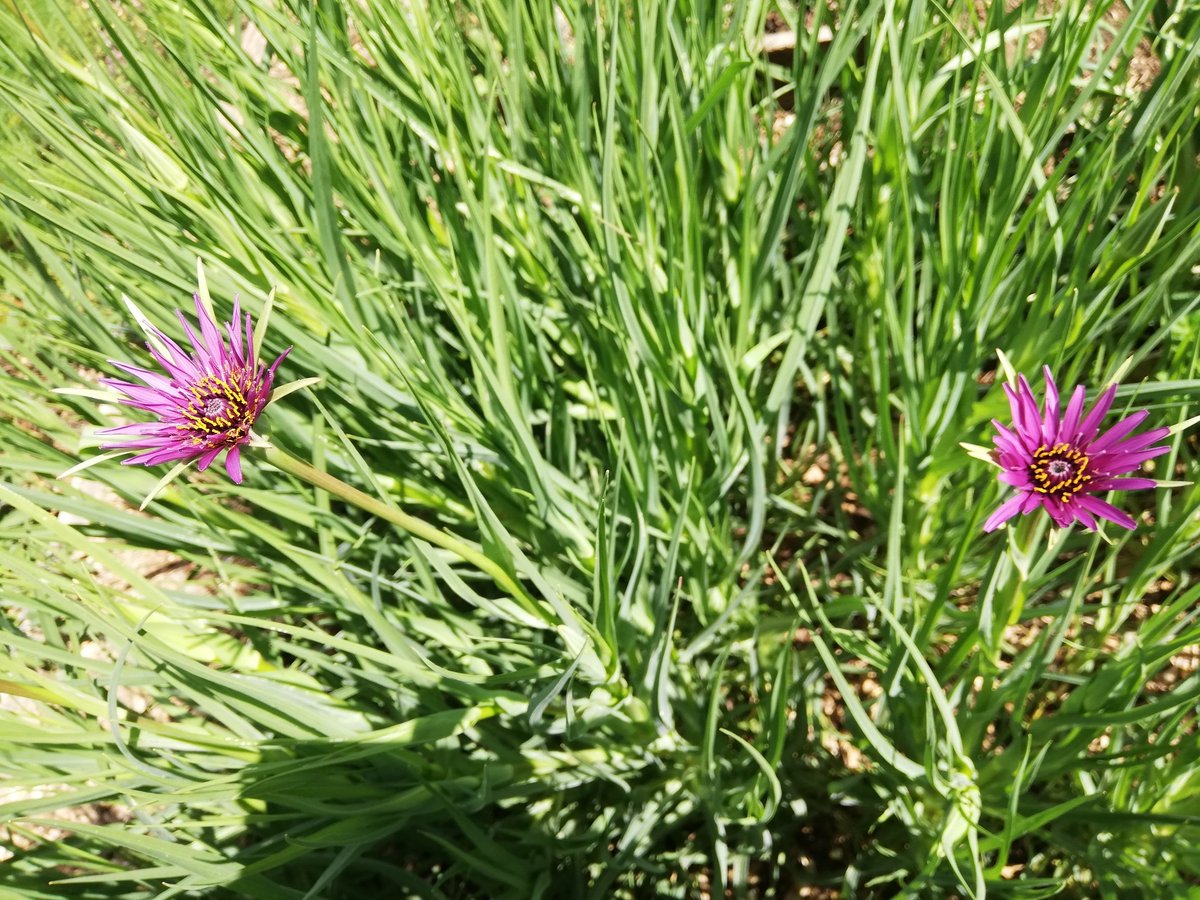 MashiriAletheia's tweet photo. Edible Salsify flowering in our secret 'secret garden' at #RonsPlot #community #allotment #garden #Hitchin. Managed to catch these first flowers before they closed at noon... 😊 https://t.co/GViFr1LdZX