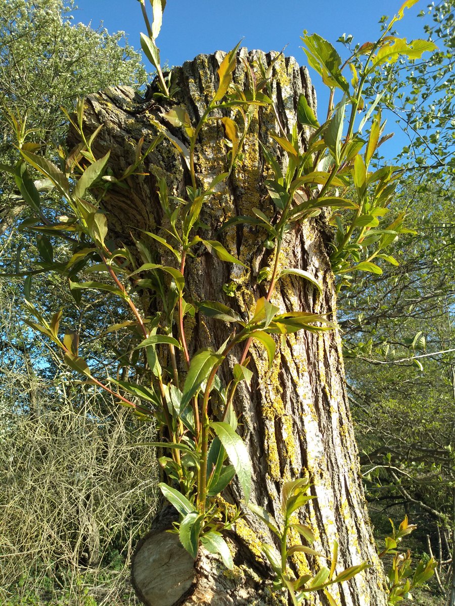 FairCloseFarm's tweet image. The newly pollarded willows are sprouting nicely...
