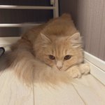 雷の怖さに耐える猫ちゃんがアンモニャイトのよう