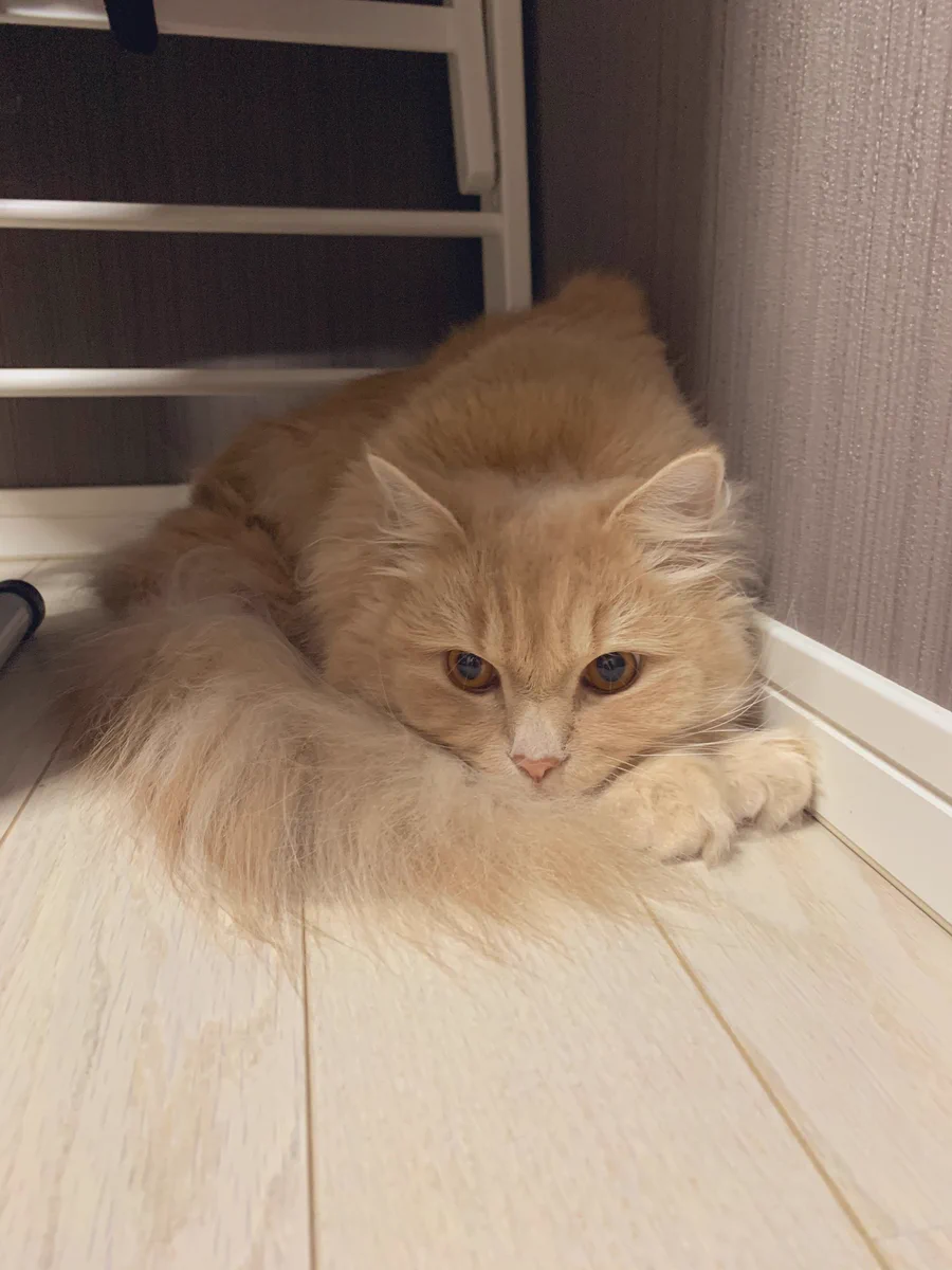 雷の怖さに耐える猫ちゃんがアンモニャイトのよう
