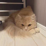 雷の怖さに耐える猫ちゃんがアンモニャイトのよう