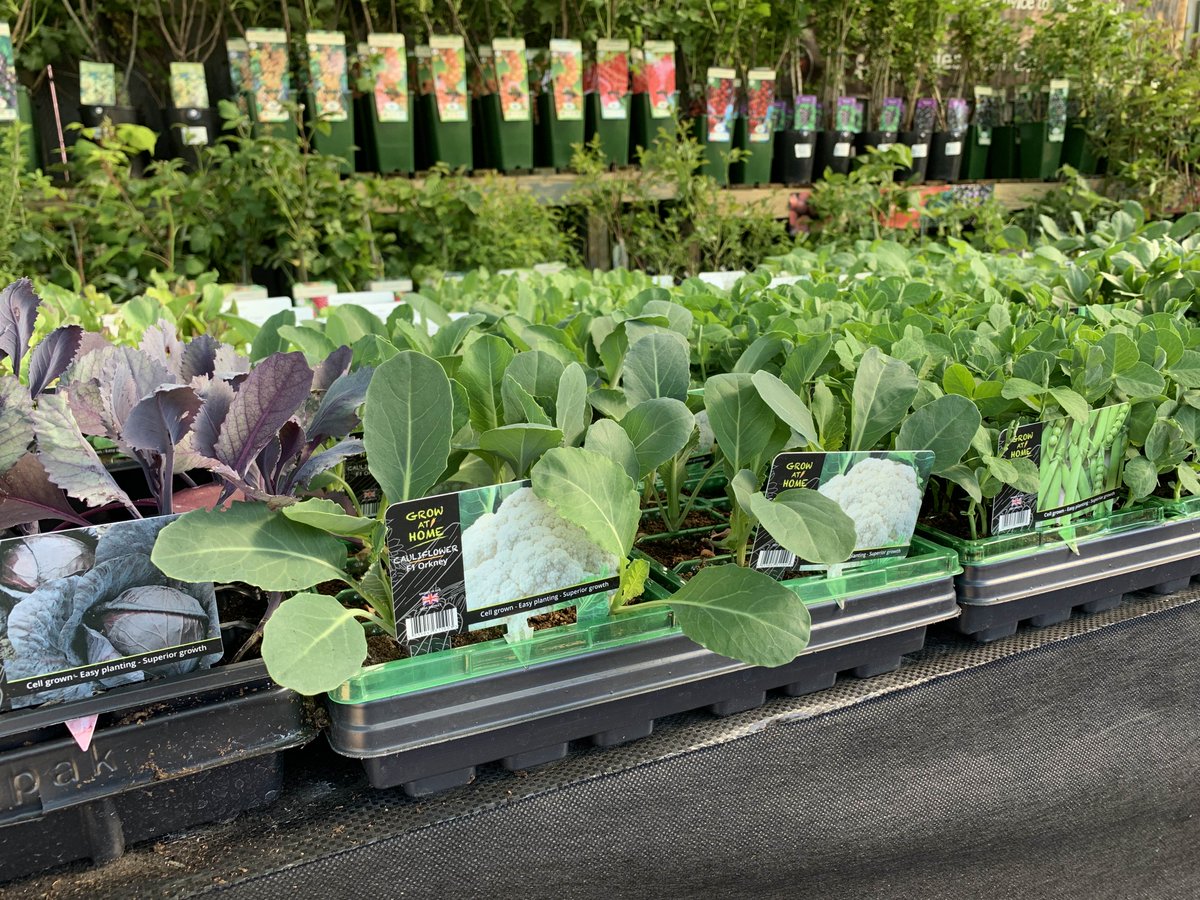 Vegetable 8 pack £3 each
🥦🥕🌽🧅
Broad beans, Runner Beans, French Climbing Beans, Beetroot, Broccoli, Cabbage, Carrot, Cauliflower, Onion, Parsnip, Pea, Perpetual Spinach, Radish, Spring Onion, Swede, Sweetcorn.