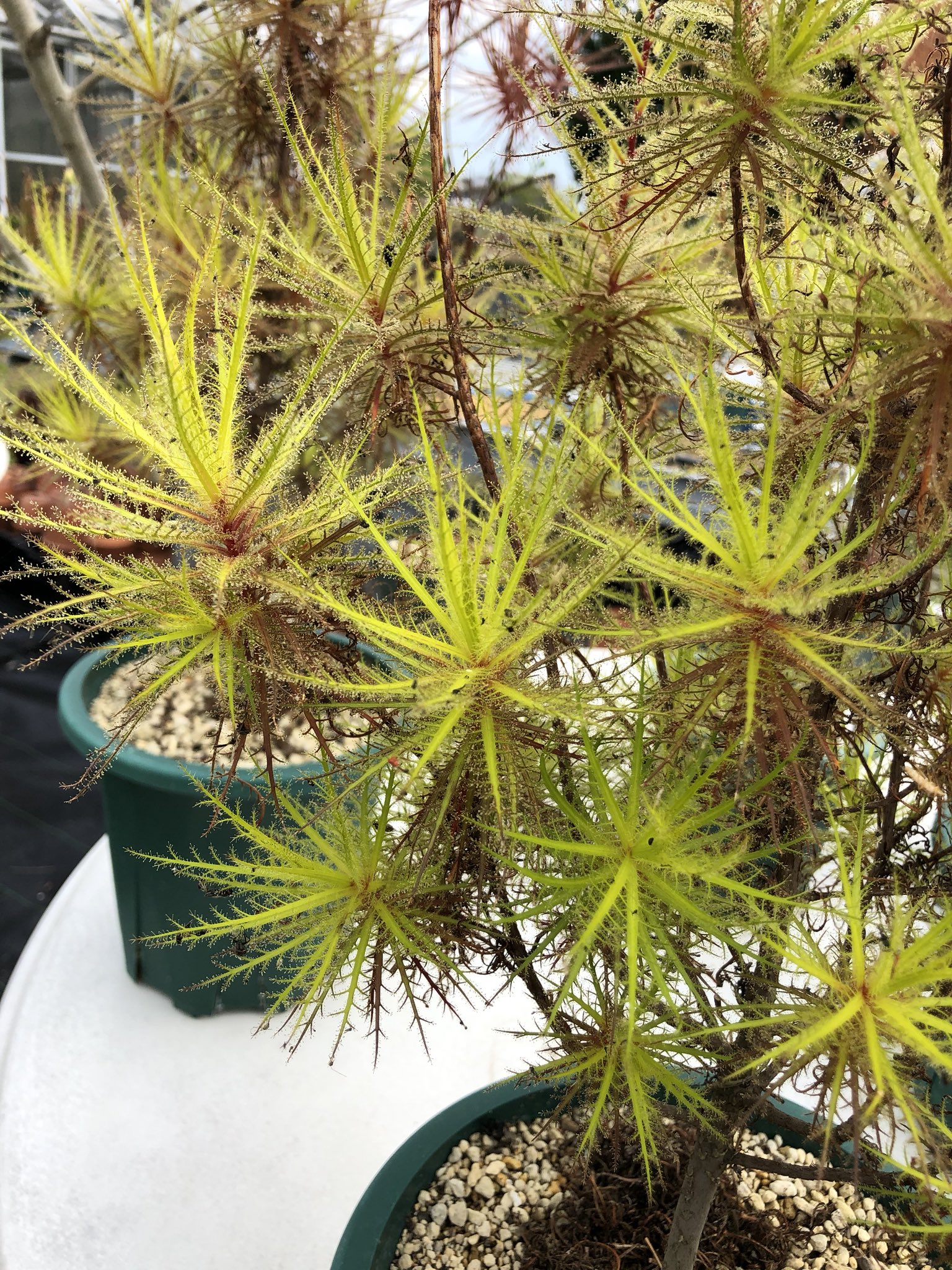 兵庫県立フラワーセンター Darlingtonia Californica ダーリングトニアの花芽が上がってきました 英名ではコブラプランツと呼ばれるユニークな食虫植物です Roridula Dentata 2枚目はロリズラ デンタータ 世界的にも栽培が難しく国内でも当園でしか見る事 兵庫県立フラワーセンター Darlingtonia Californica ダーリングトニアの花芽が上がってきました 英名ではコブラプランツと呼ばれるユニークな食虫植物です Roridula Dentata 2枚目はロリズラ デンタータ 世界的にも栽培が難しく国内でも当園でしか見る事