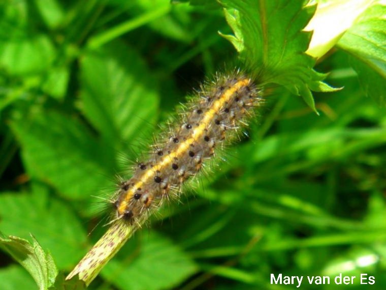maryvanderes's tweet photo. #Meimotten

2 van dag 6.

#Klein_beer #Ruby_Tiger #Phragmatobia_fuliginosa

Roze- tot roodachtig bruine beervlinder met enigszins doorschijnende vleugels.

@vlinderNL @Nachtvlinders
@volgdenatuur @natuuronline @MicromothsNED @mijnblogjenl https://t.co/osiz5qHHsG