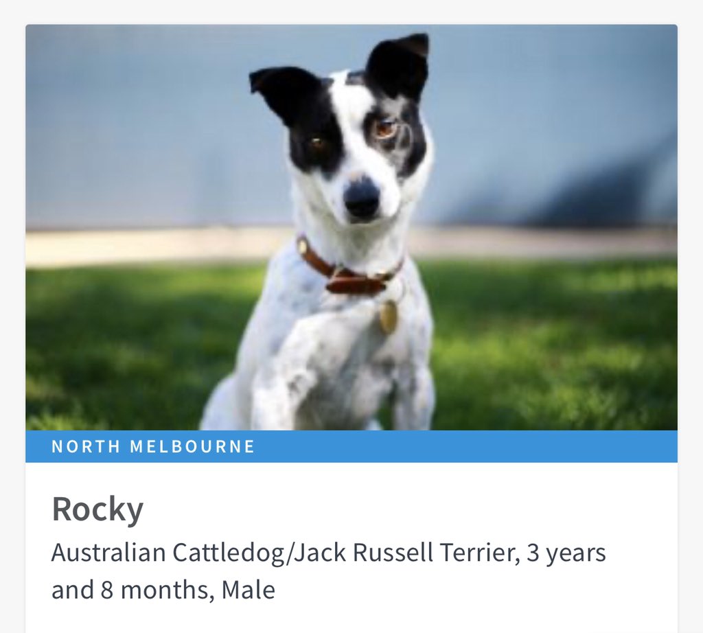 AdoptAFloof's tweet photo. #adoptAfloof of the day: Rocky 🥊 the 3yo Australian Cattledog x JRT at the @lostdogshome 
.
.
https://t.co/8TaelxPMvH

#floof #adoptdontshop #ldh #rescuedogs #australiancattledog #jrt #jackrussellterrier https://t.co/ddNeXLB5bp